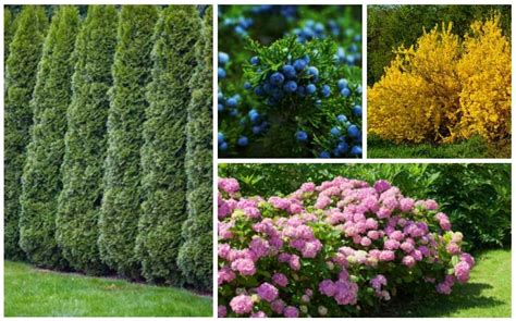15 Fast Growing Privacy Shrubs And Bushes Garden Lovers Club Shrubs