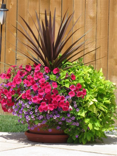 Flower Pots For Around The Pool Love The Sweet Potato Flower