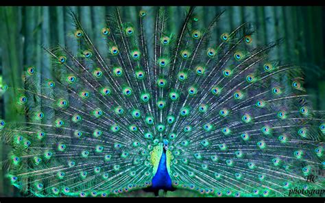 Peacock Full Hd Wallpaper And Background Image 1920x1200 Id459086