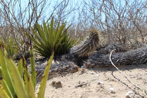 Está incluido en la lista roja de especies amenazadas de la unión internacional para la conservación de la naturaleza (uicn). Chirinola, el cactus mexicano que se mueve de lugar