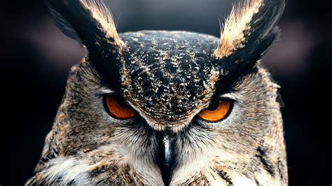 Wallpaper Owl 4k Hd Wallpaper Eyes Wild Nature Gray Os 595