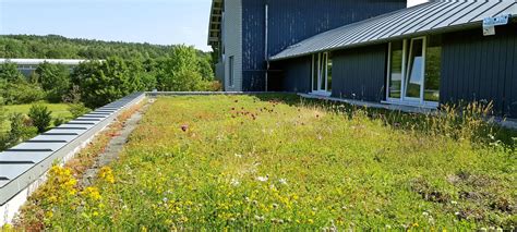 Wildflower Zinco Green Roof Systems Uk