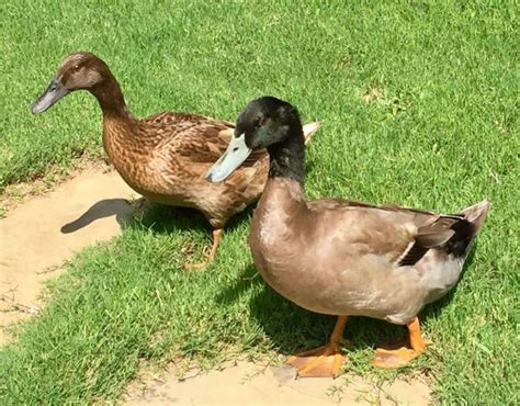 Top Domestic Duck Breeds You Should Know Pets Nurturing