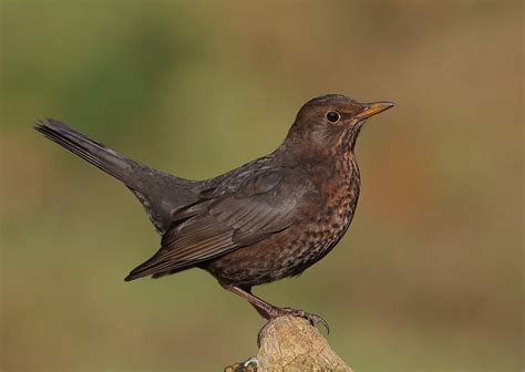 Female Blackbird By Neilschofield Ephotozine