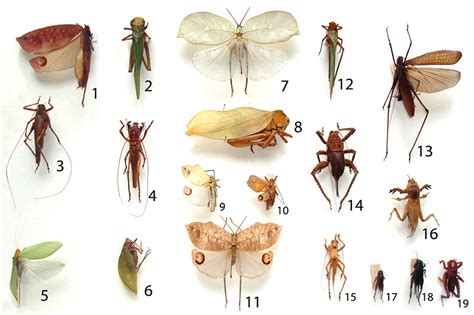 Ordem Orthoptera Subordem Ensifera EsperanÇas E Grilos Zoologia