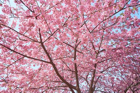 Fonds Decran Sakura Branche Nature Télécharger Photo