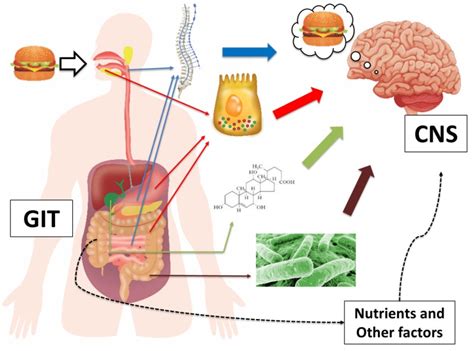Endocrinology Of The Gut And The Regulation Of Body Weight And