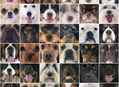 ¿cuántas Razas De Perros Hay Mascotas Blog