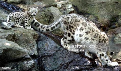 Biscuit A Baby Male Snow Leopard Makes His Public Debut With His