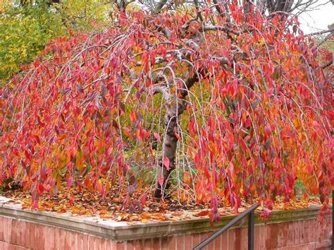 Today the most widely used system is the one first published in 1960 and so knowing your usda hardiness zone, what it means, and how it can help you choose the right plants for your garden is an important. Prunus x 'Snowfozam' (Snow Fountains) | Kiefer Nursery ...