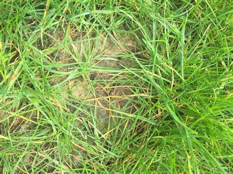 How To Mend Patches In Grass From Lawn Cuttings Gardening
