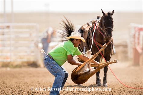 Rocky Boy Rodeo Chippewa Cree Indian Cowboy Eric Watson Competes In Tie