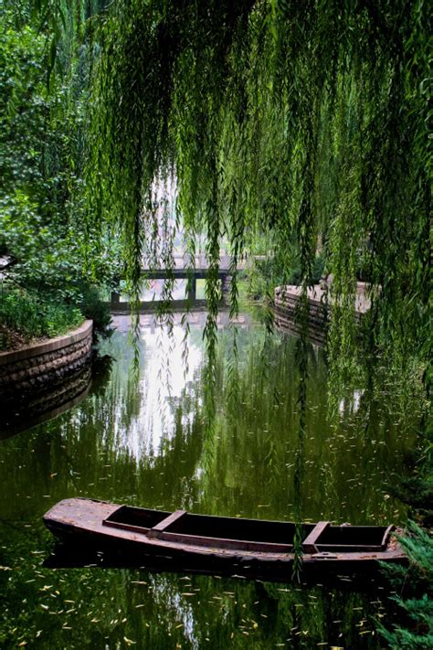 Weeping Willow On Tumblr