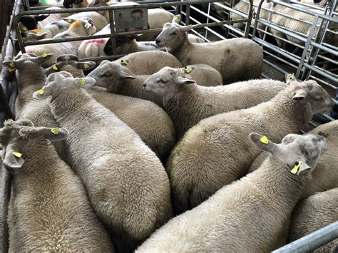 How Many Sheep Were Slaughtered In Irish Meat Processing Plants In 2020