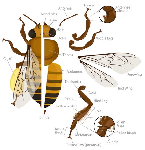Honey Bee Anatomy | Ask A Biologist