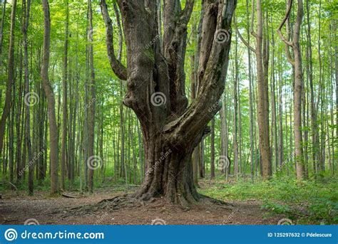 Large Gnarly Maple Tree In The Forest Stock Photo Image Of Preserved