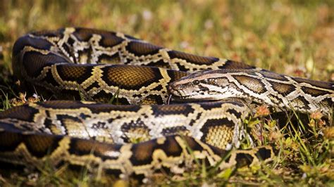 Slither Act Targets Giant Pythons In Florida Everglades