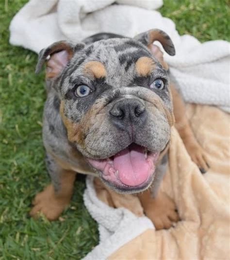 How Much Does A Merle English Bulldog Cost