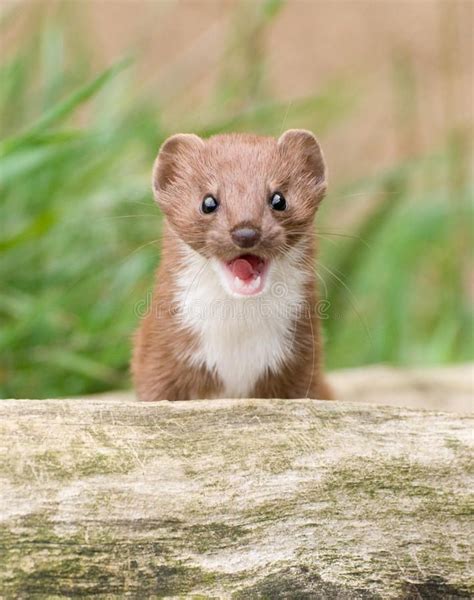 Brown And White Snarling Weasel A Small Weasel Typical Example Of