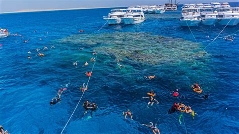 Red Sea Coral Reefs Benefit From Drop In Tourists Al Monitor