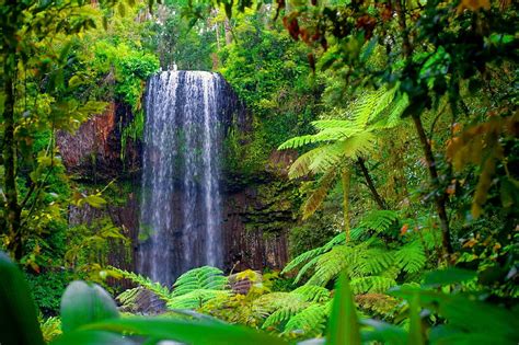 Forest Waterfall Forest Exotic Greenery Summer Waterfall Nature