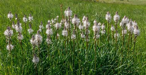 Tito's most recent novel, fields of asphodel also appeared in 2007 from the same publisher. INNER TOOB: WIKI TIKI WEDNESDAY - ASPHODELS