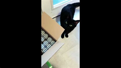 Black Cat Meowing Youtube