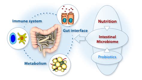 Gut Microbiota And The Brain Part 1 Conners Clinicconners Clinic