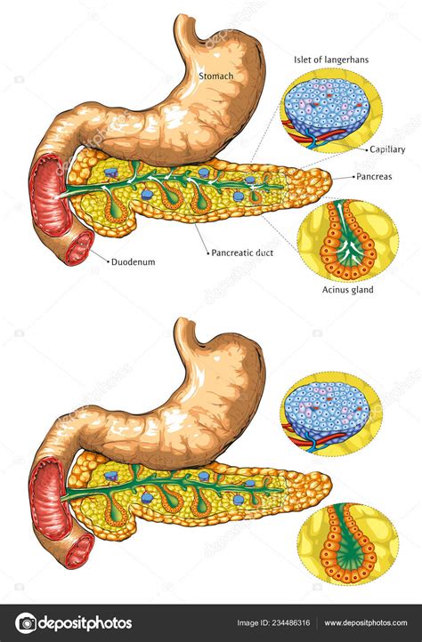 Vector Illustration Pancreas Anatomy Stock Vector Image By ©lukaves