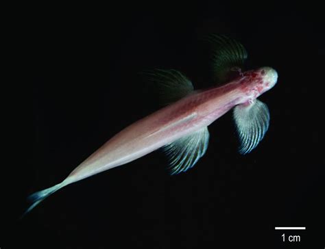 Major Evolution Breakthrough Blind Cavefish That Walks Like A Four