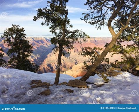 Trees Leaning On The Edge Of Grand Canyon Stock Image Image Of Snow