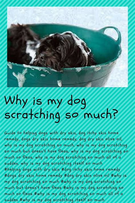 Some owners feel that the use of coconut oil, either orally or topically, can improve the condition of their cat's coat, and can also alleviate dry or itchy skin. helping dogs with dry skin, dog itchy skin home remedy ...