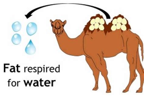Check out our funny camel jokes and cheer up! The camel is the desert ship and some features of ...