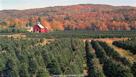 Christmas tree farm along the Connecticut River near Ascutney, VT | Al ...