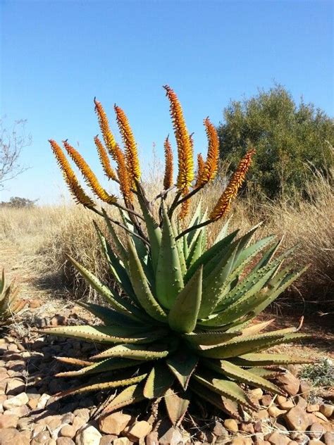 Aloe Hybrid In Flower Maropeng South Africa July 2014 African Plants