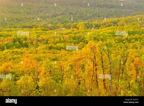 Forest Of Emerging Foliage In The Buffalo River Canyon Of Arkansas