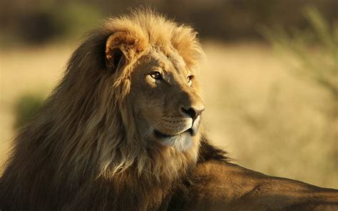 Hd Wallpaper African Lion Male Lions Some More Common Than The Weight