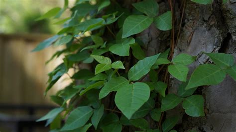 5 Plants That Look Like Poison Ivy Dont Mix Them Up