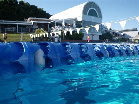 Leichhardt Pools 50th Birthday Swimming Pool Stories