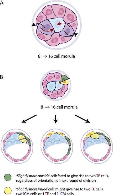 Movement And Fate Of Cells In The Morula A Between The 8 And 16 Cell