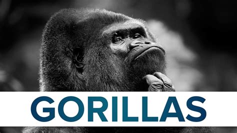 Fun And Interesting Facts About Gorillas You May Not Know Kulturaupice