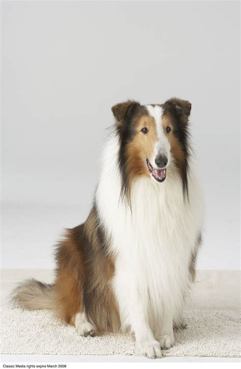 How Many Different Dogs Played Lassie Play