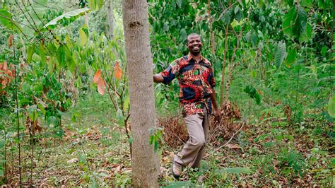Ecosia Plante Il Vraiment Des Arbres - Les arbres plantés par Ecosia survivent-ils