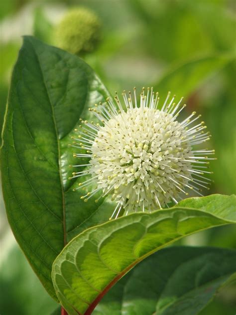 Cephalanthus Occidentalis Bailoptics Fiber Optics Eberts Greenhouse