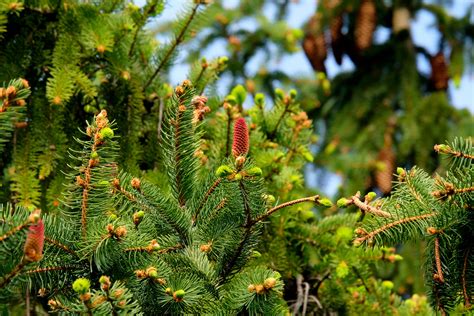 Close Up Photo Of Green Pine Tree · Free Stock Photo
