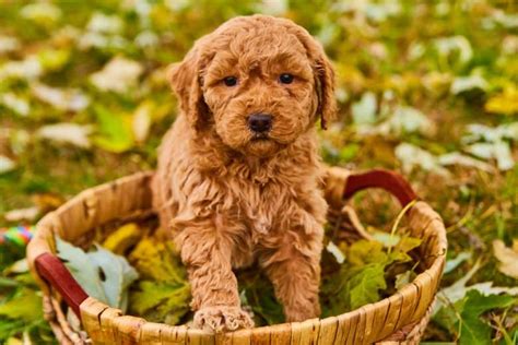 Goldendoodle Price How Much Will You Pay For This Low Shedding Puppy