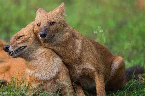 The Dhole Is A Canid Native To Central South And Southeast Asia Unlike Wolf Packs In Which