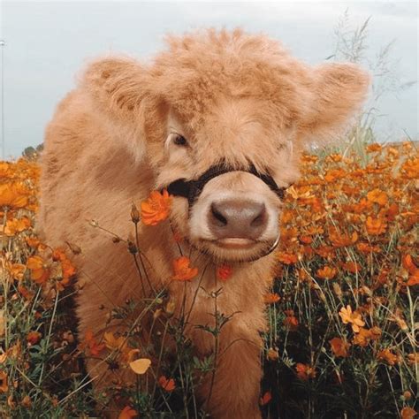 Fluffy Mini Cows Are The New Pet Trend And Perhaps The Best Choice