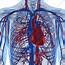 Cardiovascular System Artwork  Stock Image F004/6864 Science