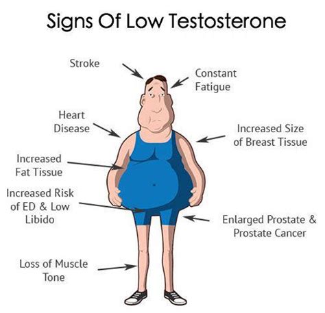 Foods Increasing The Testosterone Levels Naturally